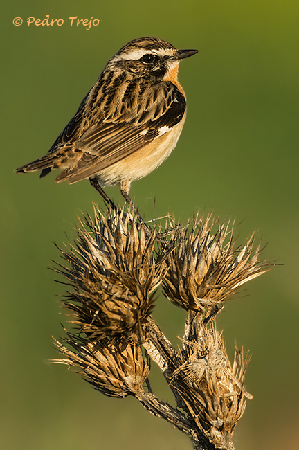 Tarabilla norteña (Saxicola rubetra)